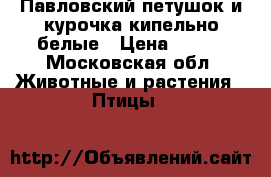 Павловский петушок и курочка кипельно белые › Цена ­ 500 - Московская обл. Животные и растения » Птицы   